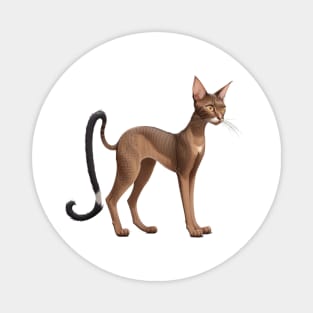 Oriental Shorthair cat Magnet